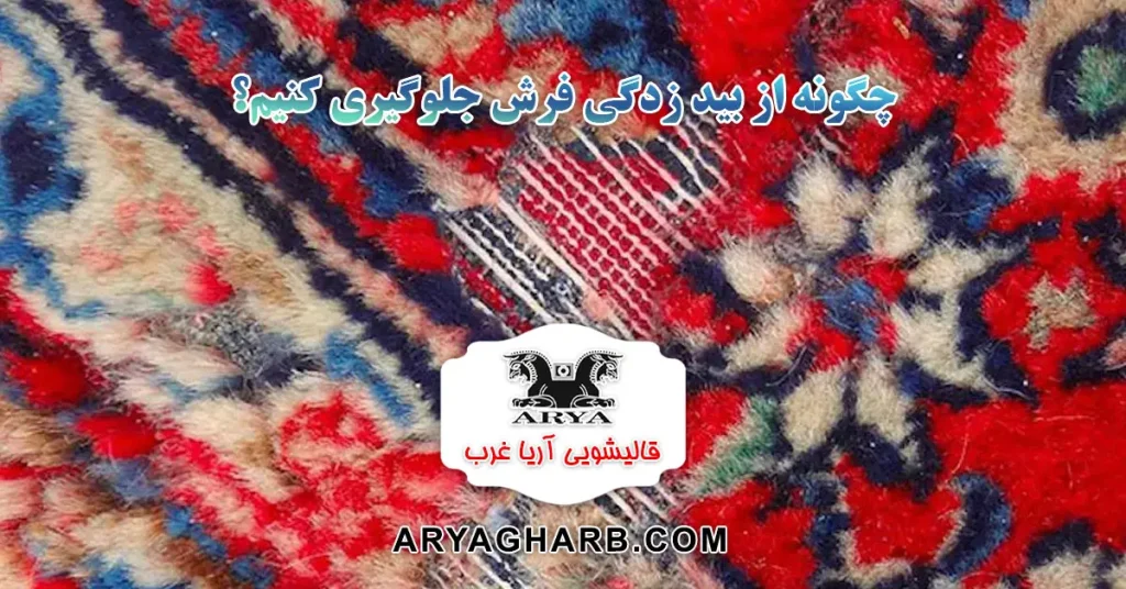 چگونه از بید زدگی فرش جلوگیری کنیم؟