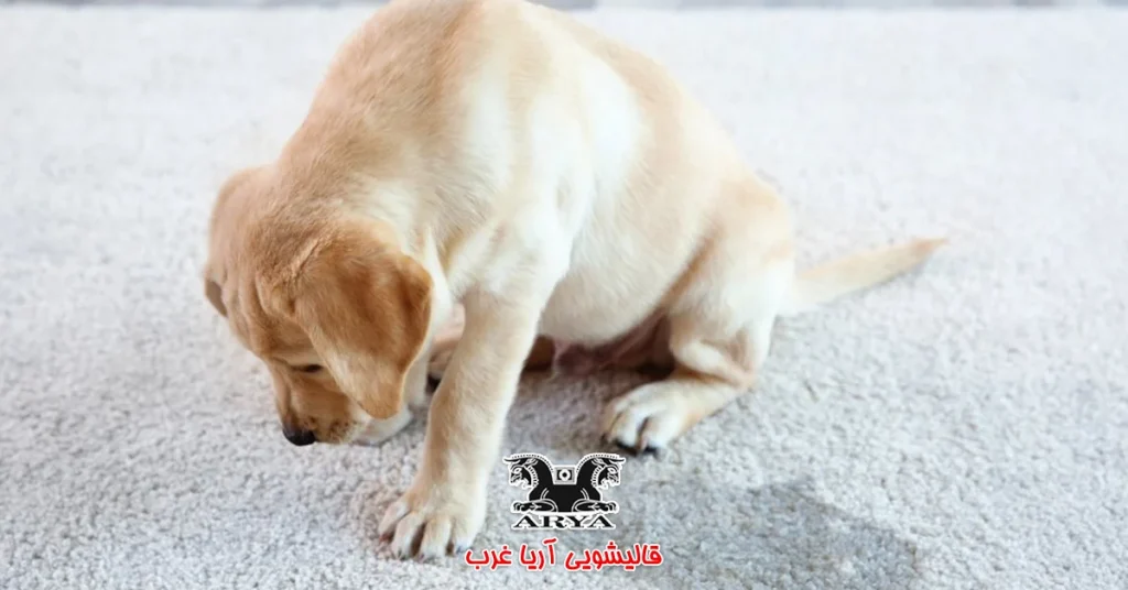 پاک کردن ادرار از روی فرش