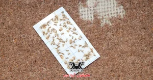 چگونه بید فرش را بهطور کامل از بین ببریم؟ راهنمای قدم به قدم